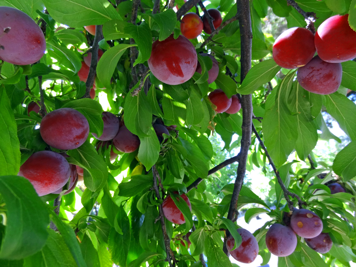 Santa Rosa plums, ripe on the tree