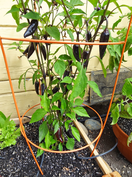 Purple jalapeño plant with unripe peppers