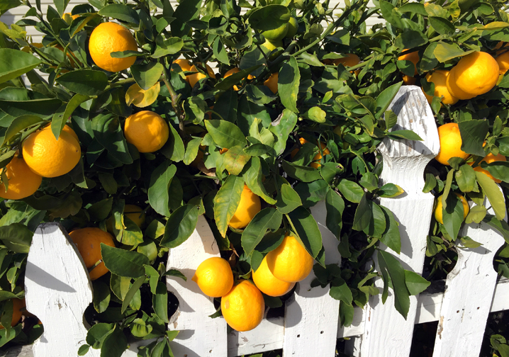 Over-the-fence Meyer lemons