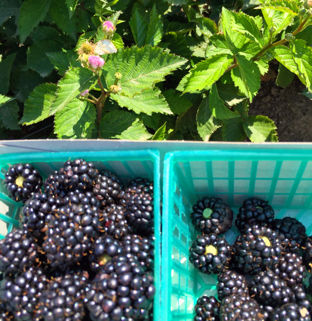 Plump, sweet-tart, organic blackberries
