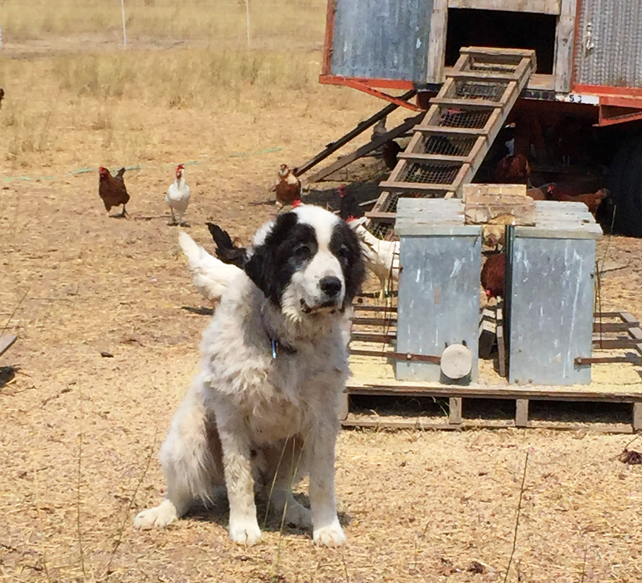 Farm dog, hanging out with the hens
