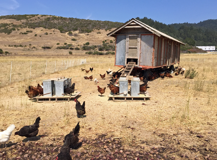 Pastured chickens at Fifth Crow were selected for a variety of egg type and color